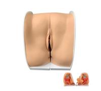 AMZBNEIDI Studio dell'anatomia Umana, Modello di Formazione for IUD Femminile Speculum vaginale Modello di Anatomia dei genitali Femminili Modello di Guida for dispositivi contraccettivi Femminili