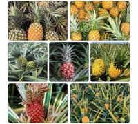 ananas interno giardino balcone, resistenti colonnari tetti verdi ornamentali vaso semi 300pcs