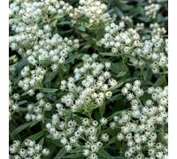 Anaphalis Triplinervis - 24 piante per aiuole soleggiate, fiori resistenti all'inverno, 10-25 cm, diametro 9 cm, compatibile con la siccità e gli insetti