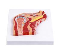 Anatomia anatomica dell'articolazione della spalla del PVC del modello dell'articolazione della spalla con le strutture del legamento muscolare per l'addestramento clinico Anatomia del PVC