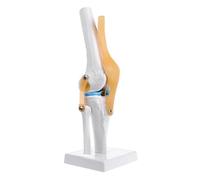 Anatomia anatomica umana del ginocchio flessibile scheletro modello di aiuto di apprendimento medico