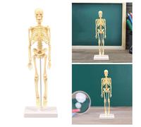 Anatomia Anatomico umano Modello di Scheletro di Istruzione Del Corpo Del