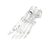 Anatomia articolazione del piede modello osso chiaro piede sinistro modello scheletro modello aula strumento didattico per dimostrazione clinica scheletro umano con base