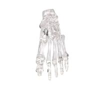 Anatomia articolazione del piede modello osso chiaro piede sinistro modello scheletro modello aula strumento didattico per dimostrazione clinica scheletro in PVC