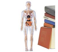 Anatomia Bambola - Organi Luminosi Al Buio Giocattolo,Modello Anatomia Per Bambini,Per Età 8+ Ragazze Studio Laboratorio Halloween Biologia Fisiologia Studente Medico Imparare Esperimenti