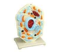Anatomia cellulare Modello Biologia Modelli scientifici Aiuto per l'apprendimento degli animali Strumento per l'educazione degli animali per l'aula Visualizzazione della biologia animale