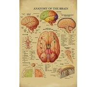 Anatomia del cervello Conoscenza Targhe metalliche in alluminio Ospedale Ufficio Poster in metallo Targa Camera da letto Scuola Caffetteria Cucina Decorazione della parete di casa Targa in metallo ret