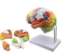 Anatomia del Cervello Neuroscienze Modello di Cervello Umano per L'insegnamento Modello di Anatomia del Cervello A Grandezza Naturale Nove Sezioni dai Colori Vivaci Codificate A Colori