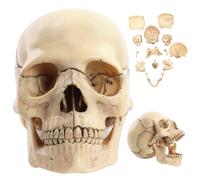 Anatomia del cranio Modello scientifico del cranio 1:2 Staccabile 15 parti Modello anatomico umano realistico 5, 8x4x3, 4 pollici per lo studio dell'insegnamento; 1