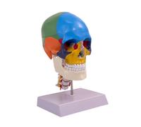 Anatomia Del Cranio Umano Modello Cerebrale Facile Da Usare Giocattolo per
