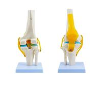 Anatomia del ginocchio Modello 1:1 Modello a grandezza naturale Strumento di studio medico con legamenti ossei dettagliati e cartilagine