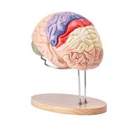 Anatomia del modello del cervello umano a grandezza naturale 2X - Modello di cervello staccabile in 4 parti con etichette, modello di anatomia umana per studi medici, insegnamento delle neuroscienze