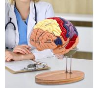 Anatomia del modello del cervello umano facile da usare per l'aula di studio