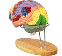 Anatomia del Modello del Cervello Umano, Modello anatomico del Cervello Umano a grandezza Naturale 2X per Le neuroscienze con 4 Modelli di Cervello Staccabili codificati a Colori per l'appren