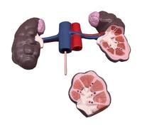 Anatomia del Modello di Organo del Rene di Mucca, Modello di Anatomia del Rene 3D per l'apprendimento dell'aula di Scienze Studio Display Modello Medico,Flesh,38cm