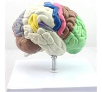 Anatomia del modello, segmentazione del modello del cervello umano, segmentazione della struttura funzionale del colore, corpo umano, dimensioni reali, insegnamento medico