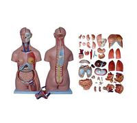 Anatomia del torso umano Torso unisex con collo e schiena aperti Modello del corpo umano in 40 parti 85 cm con cuore, testa, cervello, modello di scheletro Modello del corpo del torso 4D Organi intern