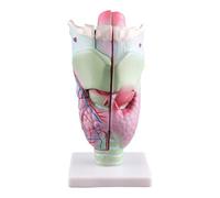 Anatomia della laringe umana Modello Scienza Medicali Aiuto didattico allargato Anatomico per Scienze Studio in aula Umano Allargato Anatomico Forniture didattiche per la scuola
