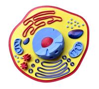 Anatomia delle piante Modello Biologia Scienza Modelli Cellulari Biologia Aiuto per l'apprendimento in aula Display Esperimenti di laboratorio Cellula
