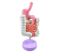 Anatomia dello stomaco, intestino crasso, cieco, retto, duodeno, struttura degli organi interni umani, gastrointestinale, lesione del colon, malattia intestinale, modello anatomico,