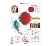 Anatomia dell'occhio Medicina Oftalmologia Tela Pittura Optometrista Regalo Poster e Stampa Immagini da Parete Clinica Decorazione per la casa - 50x70cm Senza Cornice