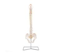 Anatomia Elementare Modello di Colonna Vertebrale - Modello Anatomico di Colonna Umana a Grandezza Naturale, Nervi Spinali, Arteria Cervicale, PVC Durevole