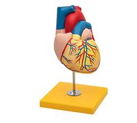 Anatomia Elementare Modello di Cuore - Modello Anatomico di Cuore Umano a Grandezza Naturale, su Base per Scuola e Insegnamento