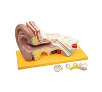 Anatomia Elementare Modello di Orecchio Anatomico - Orecchio Ingrandito 3 Volte con Orecchio Esterno, Medio e Interno, Ossicini Rimovibili, 4 Parti, Dipinto a Mano, Base