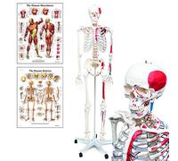 Anatomia Elementare Modello di Scheletro - Scheletro Umano a Grandezza Naturale in PVC Durevole con Articolazioni Mobili, Inserzioni e Origini Muscolari Dipinte a Mano, Supporto con Ruote