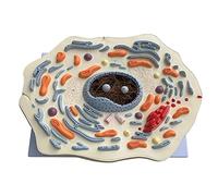 Anatomía Humana Científica - Modello di Cassaforte Sottile Animale Struttura delle Cellule Animali Ingranditi Golgi Organismo Mitocondriale Kit di Scienza Forniture di Laboratorio