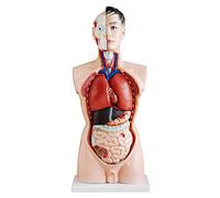 Anatomia Modèle Torso Voi Maschio A grandezza naturale 85 cm 19 Parti con organi MedMod