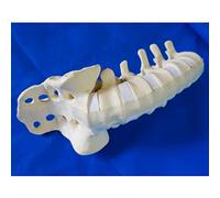 anatomia, Modello anatomico medico della colonna lombare, modello di scheletro umano a grandezza naturale 1:1, vertebrale for l'educazione alla comunicazione medico-paziente