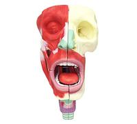 Anatomia Modello della cavità nasale della Gola - Modello anatomico dell'organo Umano - Materiale in PVC Modello di Anatomia neurovascolare Modello di insegnamento Medico - per la visualizz