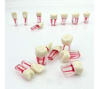 anatomia, Modello di dente, modello anatomico dentale endodontico del canale radicolare, colorazione della parete midollare, for un totale 8 denti, for la pratica dimostrativa insegnamento medico