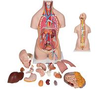 Anatomia Modello di Torso Umano 85 Cm Corpo Anatomico 40 Organi Rimovibili Modelli Anatomici Medici, Genere di Uomini E