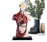 Anatomia Per Bambini Giocattoli Educativi STEM Smontabili | Di Scheletro Studio Anatomia Per Ragazzi E Ragazze Di Età Oltre 6 Anni Adatto A Casa Scuola Aula E Compleanno