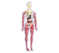 Anatomia per Bambini Giocattolo Educativo Corpo Umano