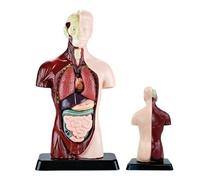 Anatomia Per Bambini - Kit Scientifico Per L'apprendimento Preciso | Modello Trasparente Della Struttura Del Corpo Umano | Per Ragazzi E Ragazze, Studenti, Casa, Sala Giochi, Camera Da, Studio,