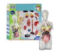 Anatomia per bambini, modello anatomico di donna incinta, kit di anatomia montabile con parti rimovibili, figura articolata educativa per ragazzi e ragazze, uso in classe, scuola e casa