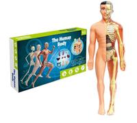 Anatomia per bambini, Modello di corpo umano per bambini 11, 2 pollici Rimovibile semi-trasparente Modello di anatomia umana Organo realistico ＆ Scheletro Scienza Giocattoli educativi Regali per 7-14