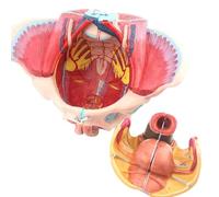 Anatomia post-partum riparazione modello osseo modello di bacino femminile umano modello di anatomia del bacino con muscoli del pavimento pelvico