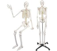 anatomia, Scheletro anatomico medico a grandezza naturale da 180 cm/70,8", con supporto mobile, decorazioni for Halloween, ausili didattici medici for scheletri anatomici
