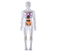 Anatomia umana e fisiologia, modello del corpo umano per bambini Modello di anatomia 3D Visualizzabile staccabile Visualizzato Illightment Science Toys coltivate esplorano le abilità pratiche della c