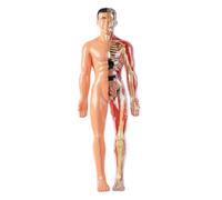 Anatomia umana e fisiologia, modello del corpo umano per bambini Modello di anatomia 3D Visualizzabile Visualizzabile ILLUCIMENTO ILLUCIMENTO I giocattoli scientifici coltivano esplorano le abilità p