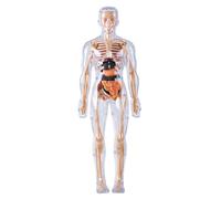 Anatomia umana e fisiologia, modello del corpo umano per bambini Modello di anatomia 3D Visualizzabile Visualizzabile Visualizzato ILLUCIMENTO I TOYS DI ALIMENTAZIONE CUTTIVA CULTIVI ESPLORA ESPLORA