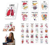 Anatomia umana Flashcards 30 Pcs Anatomia e Fisiologia Studio Visivo | Schede per studio del corpo umano a colori, set di schede diagnostiche per terminologia medica tascabile