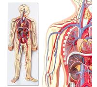 Anatomia umana - Modello del sistema circolatorio per lo studio, l'istruzione e l'insegnamento dell'anatomia; cuore staccabile e scheletro parziale; modelli di anatomia umana A