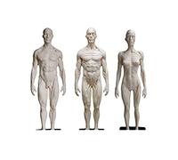 Anatomia Umana Modello Maschio Femmina Muscolo Figura per Studio, 30Cm | Modello di anatomia umana per l'istruzione, figura dettagliata del muscolo maschile e femminile per studenti e formazione