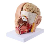 Anatomia umana per testa cranio arteria cerebrale modello anatomico per insegnamento modello di aeroplano