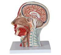 Anatomia umana scientifica Cranio umano Testa Collo Modello anatomico Piano sagittale Muscolo superficiale Modello nervoso Anatomia muscoloscheletrica Insegnamento umano